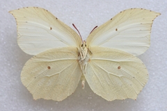 Gonepteryx aspasia niphonica