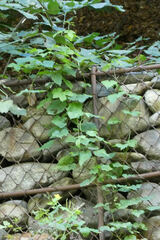 Vitis vinifera