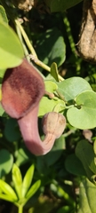 Aristolochia baetica