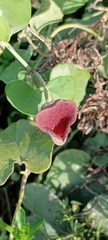 Aristolochia baetica