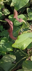 Aristolochia baetica