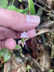 Epidendrum fimbriatum