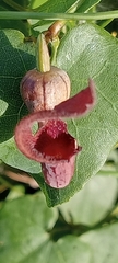 Aristolochia baetica