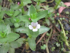 Gratiola peruviana