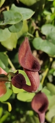 Aristolochia baetica