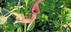 Aristolochia baetica