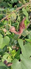 Aristolochia baetica