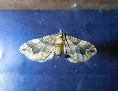 Pelurga comitata