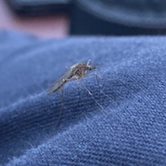 Coquillettidia perturbans