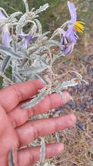 Solanum elaeagnifolium