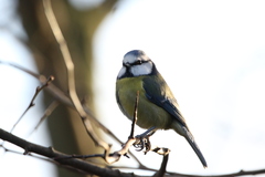 Cyanistes caeruleus