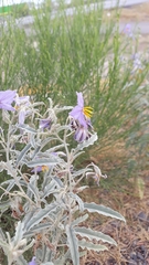 Solanum elaeagnifolium