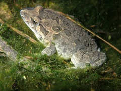 Discoglossus galganoi