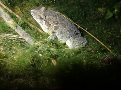 Discoglossus galganoi
