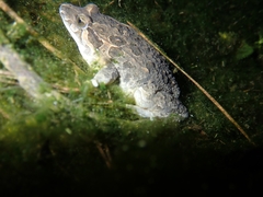 Discoglossus galganoi