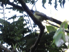 Myiophobus flavicans