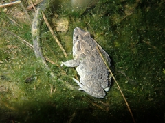 Discoglossus galganoi
