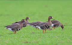 Anser albifrons albifrons