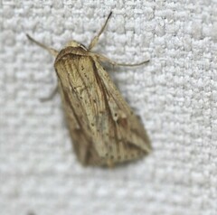 Mythimna decisissima