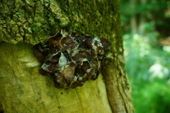 Auricularia fuscosuccinea