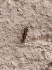 Aristotelia rubidella