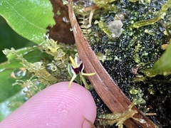 Diodonopsis anachaeta