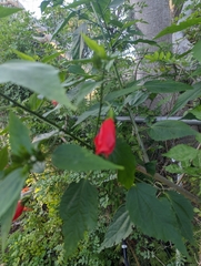 Malvaviscus arboreus