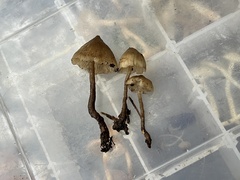 Fayodia bisphaerigera