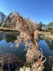 Andropogon
