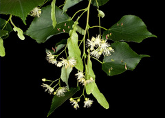 Eriophyes tiliae