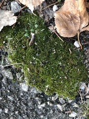 Bryum argenteum