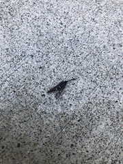 Sesiidae