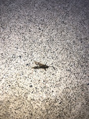 Sesiidae