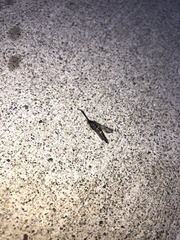 Sesiidae