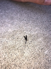 Sesiidae