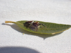 Icius hamatus
