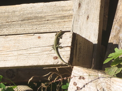 Phoenicolacerta troodica