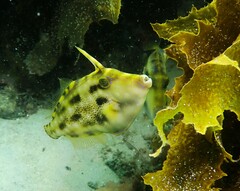 Meuschenia trachylepis