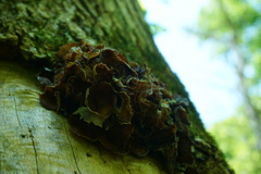 Auricularia fuscosuccinea
