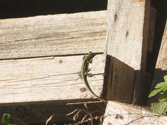 Phoenicolacerta troodica