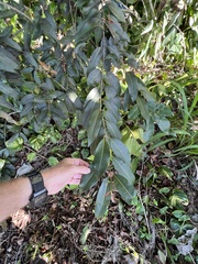Syzygium cumini