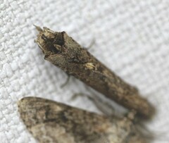Ortholomia moluccana