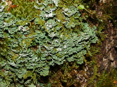 Pseudocyphellaria glabra