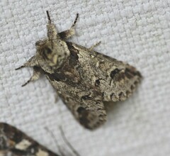 Antithemerastis acrobela