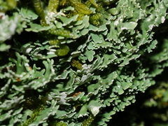 Pseudocyphellaria glabra