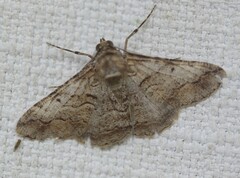 Gastrinodes bitaeniaria