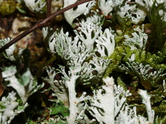 Pseudocyphellaria glabra