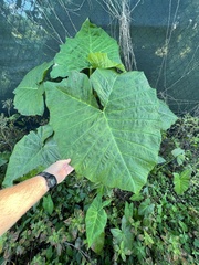 Xanthosoma robustum