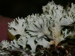 Pseudocyphellaria glabra