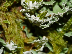 Pseudocyphellaria glabra